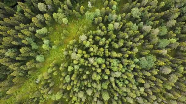 Voo sobre a floresta, log hut, vista qerial de cima para baixo na floresta no verão. Drone tiro voando sobre os topos das árvores, fundo da natureza em resolução 2.7K — Vídeo de Stock