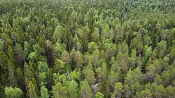 Luftaufnahme von oben auf den Wald im Sommer. Drohnenschuss fliegt über Baumwipfel, Naturhintergrund in 2.7K Auflösung — Stockvideo