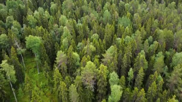 Bovenaanzicht vanuit de lucht op het bos in de zomer. Drone schot vliegen over boomtoppen, natuur achtergrond in 2.7K resolutie — Stockvideo