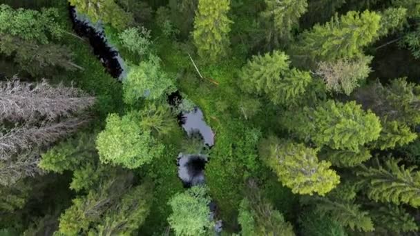 Vue aérienne du haut vers le bas sur la forêt en été. Drone shot volant au-dessus des cimes des arbres, arrière-plan de la nature en résolution 2.7K