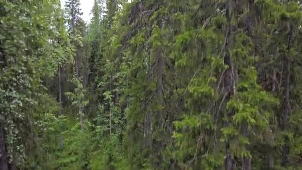 Légi felvétel az erdőre nyáron. Drónlövés repül a fák tetején, természet háttér 2.7K felbontású — Stock videók