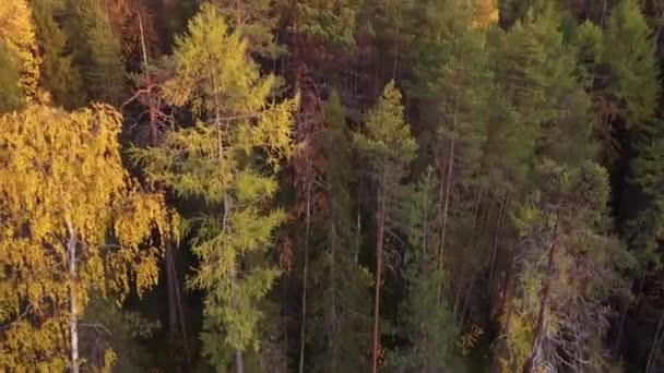 在阳光灿烂的日子里,一架无人驾驶飞机在秋天的森林里的空中录像.无人机在高空前进。秋季拍摄的高清录像 — 图库视频影像