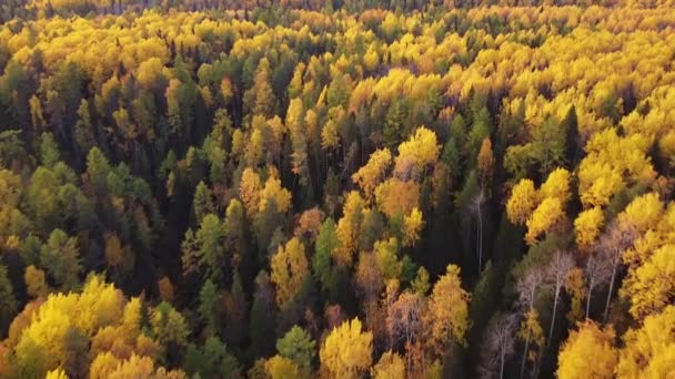 Vídeo aéreo de un dron en el bosque otoñal en un día soleado. El dron avanza a gran altitud. Imágenes HD capturadas durante la temporada de otoño — Vídeo de stock