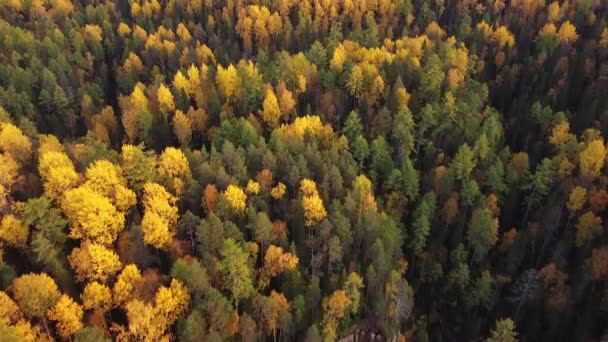 De cima para baixo madeira drone outono. Fundo da natureza. Vista aérea superior da floresta de outono com árvores coloridas, amarelo brilhante, folhagem vermelha — Vídeo de Stock