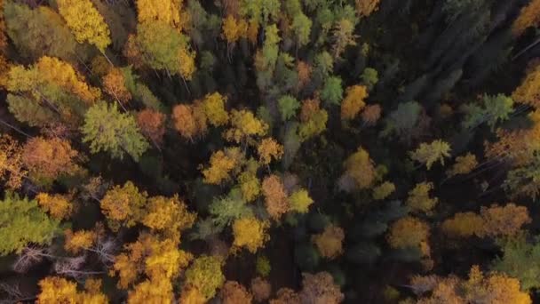 Vrchol dolů, podzimní dřevo. Přírodní pozadí. Letecký pohled shora na podzimní les s pestrobarevnými stromy, jasně žluté, červené listy — Stock video