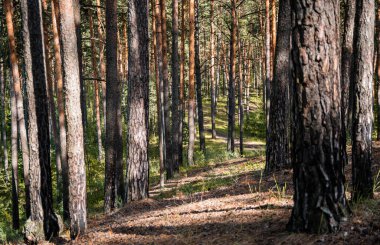 Çam ormanı manzarası, yaz manzarası, orman patikası.