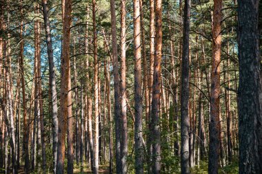 Çam ormanı manzarası, yaz manzarası, orman patikası.