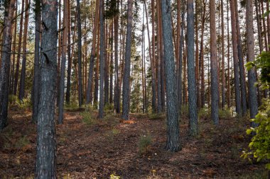 Çam ormanı manzarası, yaz manzarası, orman patikası.