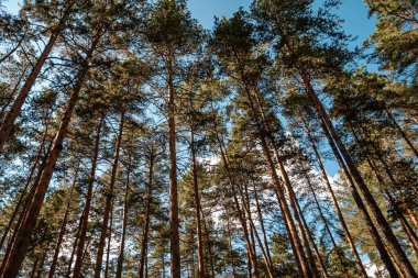 Çam ormanı manzarası, mavi gökyüzüne karşı ağaçlar..