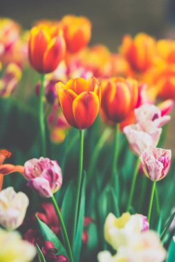 Çiçekler arka plan, Lale çiçek bahçesinde