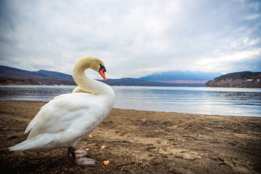 Kuğu.