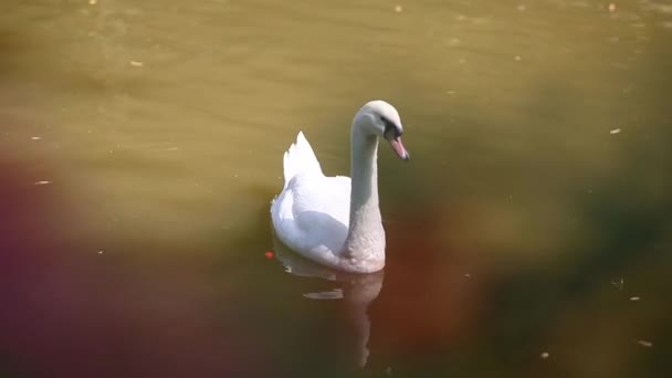 Cisne Blanco Lago — Vídeo de stock