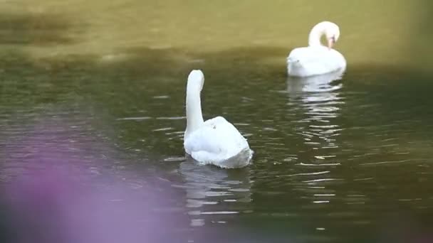 Cigno Bianco Nel Lago — Video Stock
