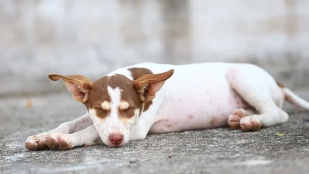 Parkta Oynayan Zıplayan Bir Köpek Yavrusu Portresi — Stok video