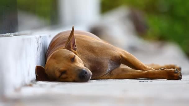 Portrait Chiot Jouant Sautant Dans Parc — Video