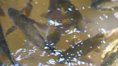 Suda tatlı su balıkları