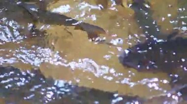 Suda tatlı su balıkları