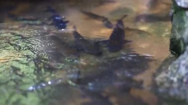 Suda tatlı su balıkları