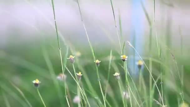Arten Gräs Blommor — Stockvideo