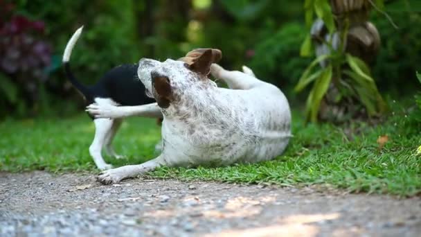公園で遊んでジャンプする子犬の肖像画 — ストック動画