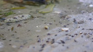 sahilde hermit yengeç Tayland