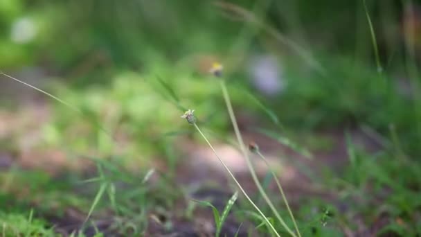 Arten Gräs Blommor — Stockvideo