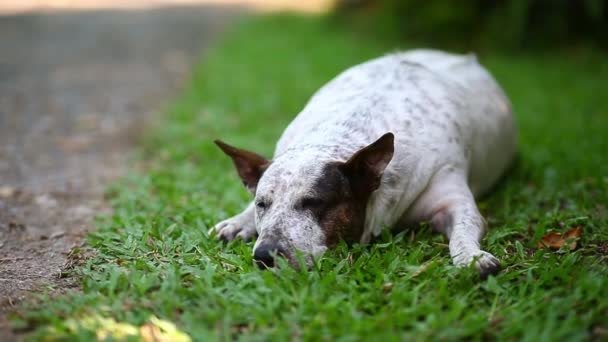 Portret Van Een Puppy Hond Spelen Springen Het Park — Stockvideo