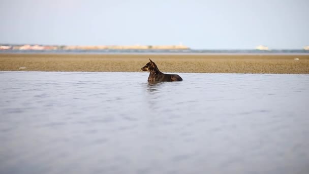 Portrait Chiot Jouant Sautant Sur Plage — Video