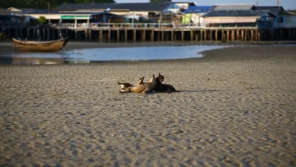 Retrato Cachorro Brincando Pulando Praia — Vídeo de Stock