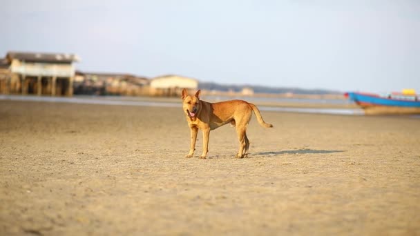 Portrait Puppy Dog Playing Jumping Beach — Stock Video