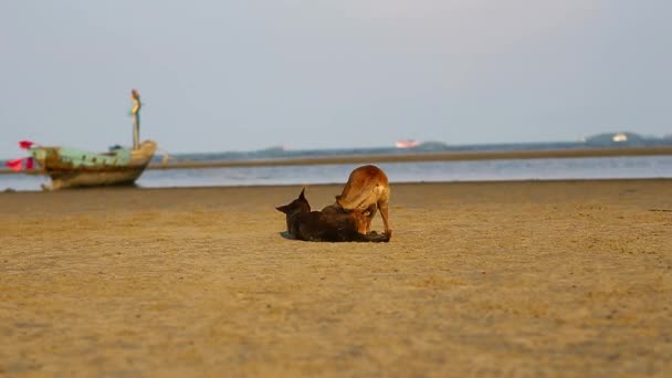 小狗在沙滩上玩耍和跳跃的肖像 — 图库视频影像