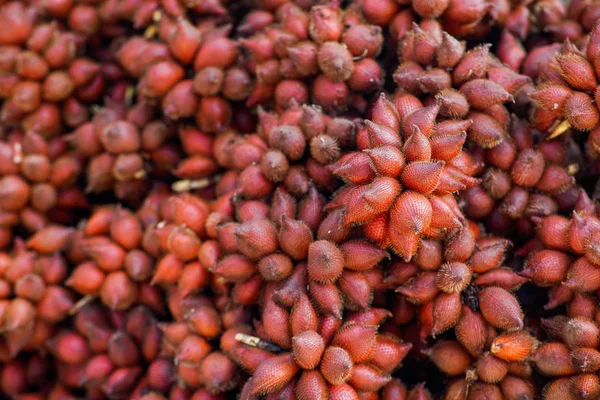 Snake Fruit — Stock Photo, Image