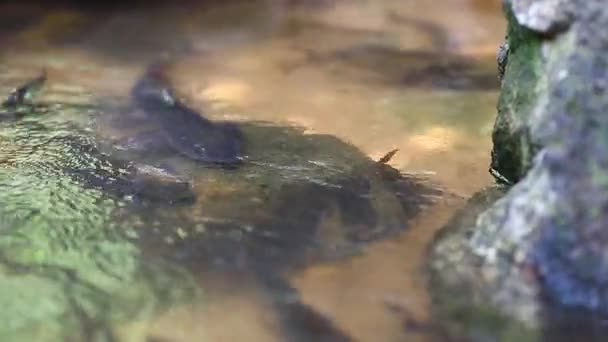 Freshwater Fishes Water — Stock Video