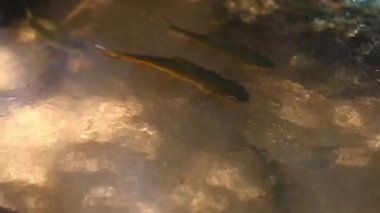 Suda tatlı su balıkları