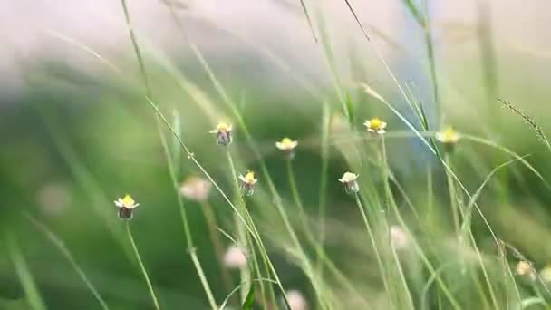 Natuur Van Gras Bloemen — Stockvideo