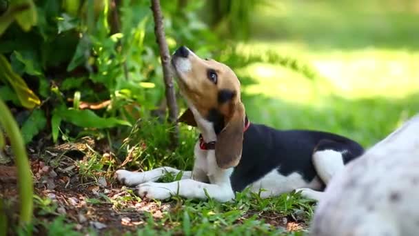 Ritratto Cucciolo Cane Che Gioca Salta Nel Parco — Video Stock
