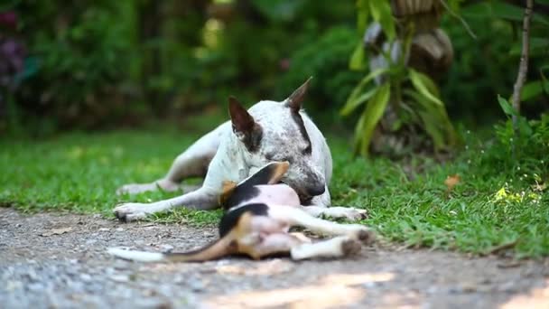 Portrait d'un chiot jouant et sautant dans le parc . 