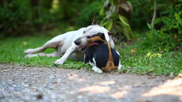 Retrato Cachorro Brincando Pulando Parque — Vídeo de Stock