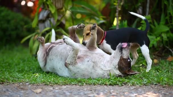 Portrait d'un chiot jouant et sautant dans le parc . 
