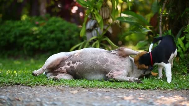 Portrait Puppy Dog Playing Jumping Park — Stock Video