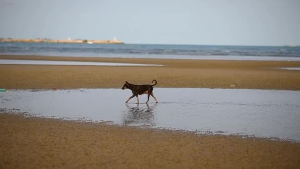 Πορτρέτο Ενός Σκύλου Κουτάβι Παίζοντας Και Άλμα Στην Παραλία — Αρχείο Βίντεο