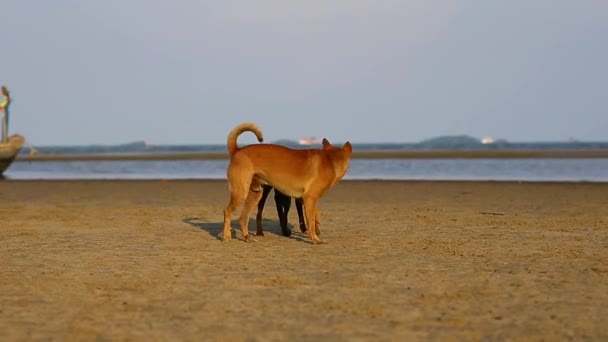 ビーチで遊んでジャンプする子犬の肖像画 — ストック動画