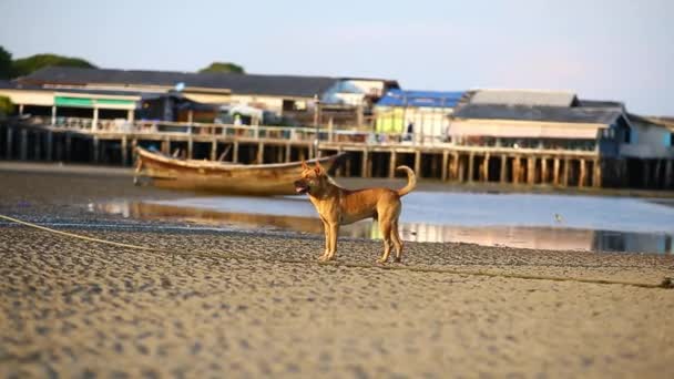 Porträtt Valp Hund Som Leker Och Hoppar Stranden — Stockvideo