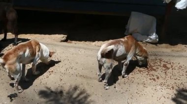 evsiz köpekler hayvan barınağında havlayan, Yoksul ve aç 