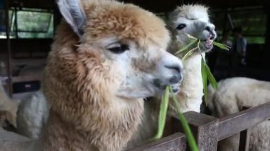 Çiftlikte alpaka besleme