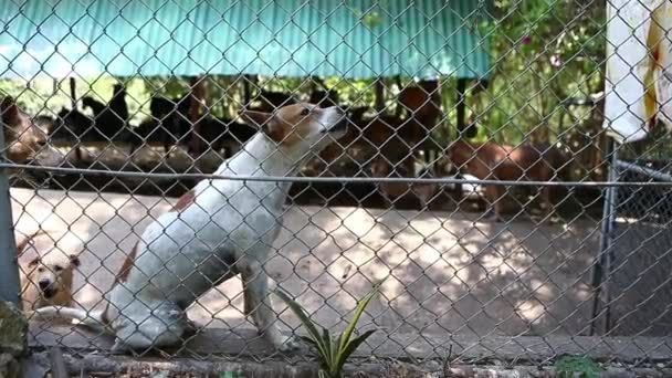 Evsiz Köpekler Hayvan Barınağında Havlayan Yoksul — Stok video