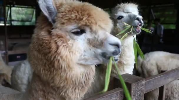 Feeding Alpaca Farm — Stock Video