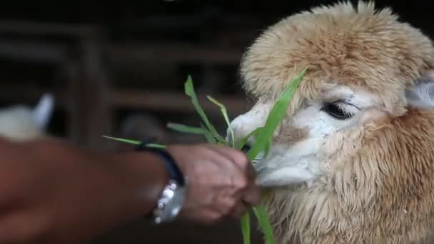 Alimentación Alpaca Granja — Vídeo de stock