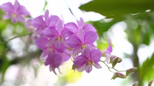 Beautiful Orchid Blown Wind — Stock Video