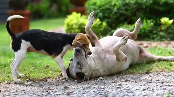 Retrato Cachorro Jugando Saltando Parque — Vídeos de Stock